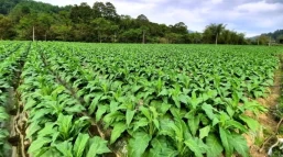 Sấy và lên men lá thuốc