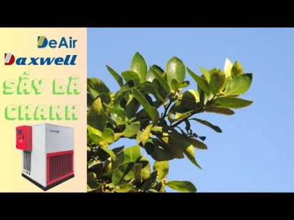 Máy Sấy Bơm Nhiệt Daxwell Sấy Lá Chanh: Bí Quyết Giữ Hương Vị Tự Nhiên!